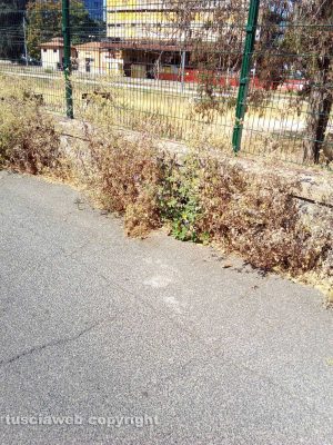 Viterbo - Erbacce in via San Biele