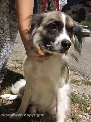 Viterbo - Cane ritrovato in via Monfalcone