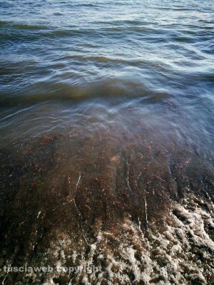 Tarquinia - La melma in acqua