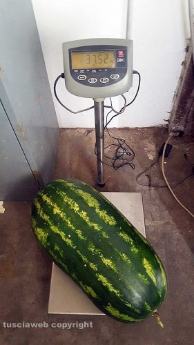 Cocomero da record dell'azienda Filippi di Canepina