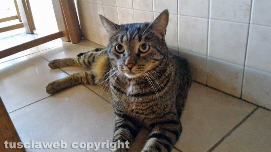 Gatto smarrito in via Murialdo 