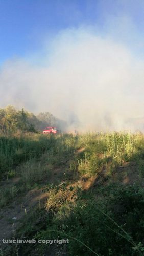 Viterbo - In fiamme campi e uliveti in strada Sasso S. Pellegrino