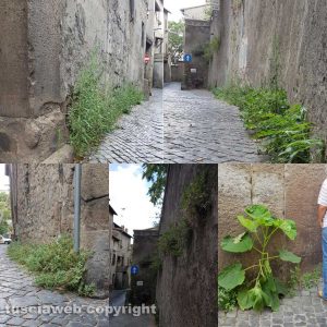 Viterbo - Erba alta in via Vetulonia