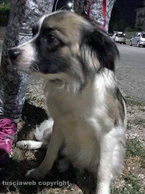 Viterbo - Cane ritrovato in via Monfalcone
