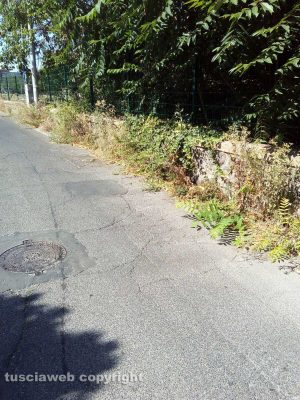 Viterbo - Erbacce in via San Biele