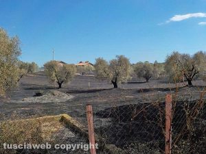Pescia Romana - Fiamme sull'Aurelia