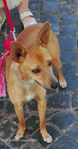 Viterbo - Cagnolina smarrita in zona strada Signorino