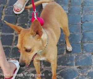 Viterbo - Cagnolina smarrita in zona strada Signorino