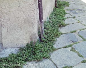 Viterbo - Erbacce a S. Pellegrino