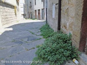 Viterbo - Erbacce a S. Pellegrino