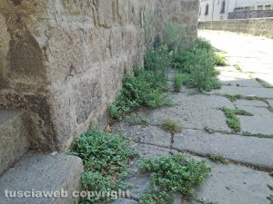 Viterbo - Erbacce a S. Pellegrino