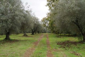 Ordinanza del comune sull'uso sostenibile dei prodotti fitosanitari
