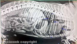 La lastra di Willy dopo essere stato preso fucilate
