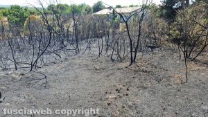 Viterbo - Incendio sulla Cimina
