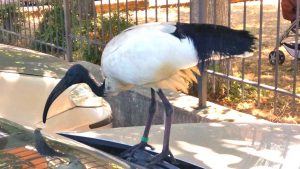 Ibis