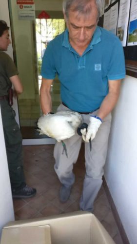 Ibis
