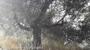 Gradoli - Incendio su costa Montagnola