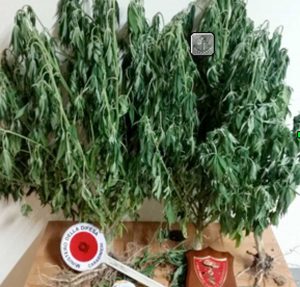 Piante di marijuana sequestrate nella Tuscia