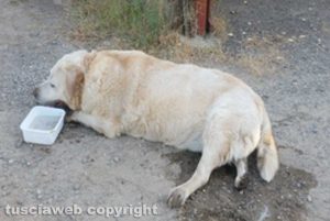Cane labrador salvato