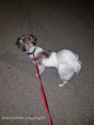 Viterbo - Cane ritrovato in via Monfalcone