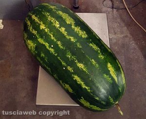 Cocomero da record dell'azienda Filippi di Canepina