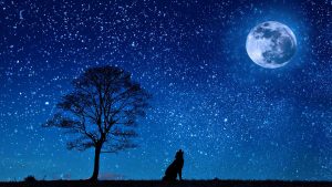 Un cielo stellato