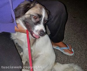 Viterbo - Cane ritrovato in via Monfalcone