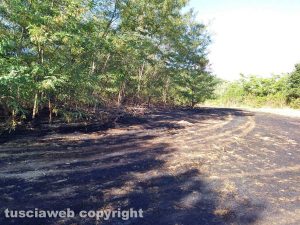 Incendio a Bolsena - Bosco e sterpaglie in fiamme in località San Giuseppe