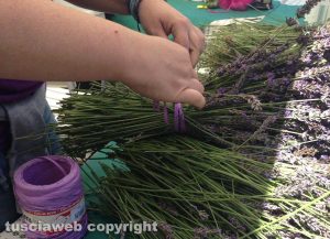 Tuscania - Festa della lavanda