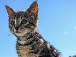 Gattino sul cornicione