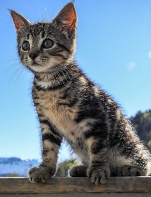 Gattino sul cornicione