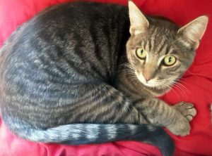 Il gatto Pino