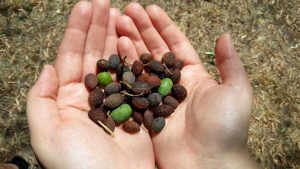Vetralla - Olive secche per il troppo caldo