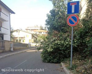 Viterbo - Via Mantova - Una pianta invade la strada