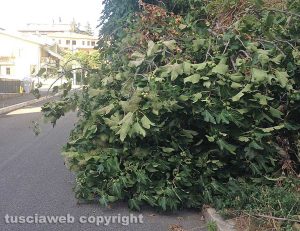 Viterbo - Via Mantova - Una pianta invade la strada
