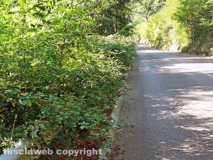 Ronciglione - Rovi e arbusti invadono strada valle di Vico