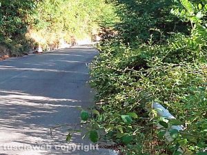 Ronciglione - Rovi e arbusti invadono strada valle di Vico