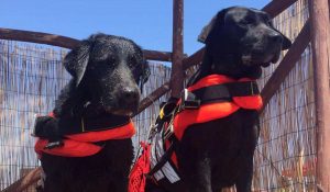 Eva e India, i cani eroi della Scuola italiana cani salvataggio (Sics)