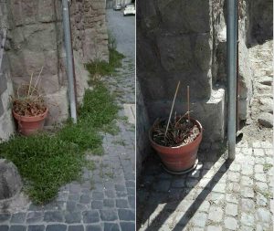 Pianoscarano - Prima e dopo il taglio delle erbacce