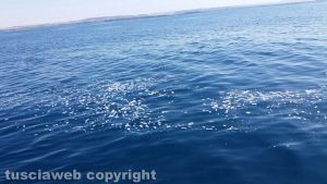 Tarquinia - Liquami nel mare