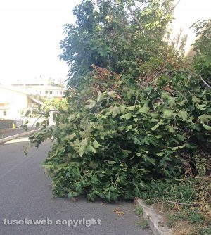 Viterbo - Via Mantova - Una pianta invade la strada