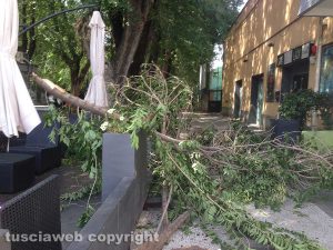 Viterbo - Ramo caduto davanti a un bar a viale Trento