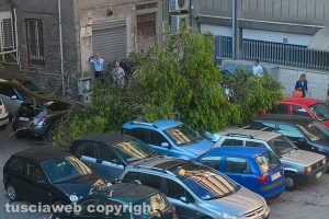 Viterbo - Cade albero a piazza Campoboio