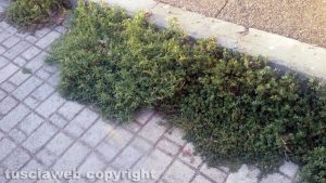 Viterbo - Erbacce in via degli Etruschi