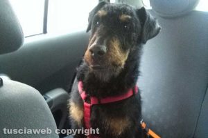 Montefiascone - Boogie