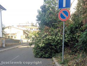 Viterbo - Via Mantova - Una pianta invade la strada