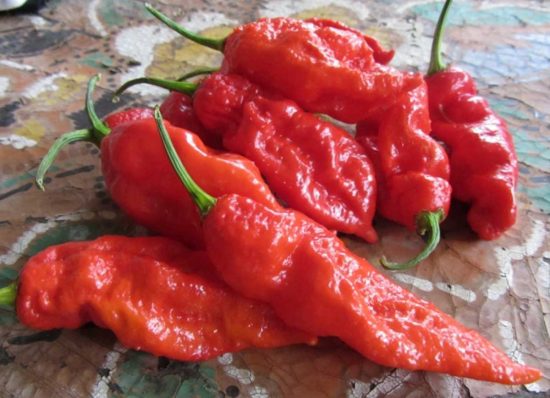 Il peperoncino Bhut jolokia