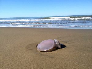 Una medusa sul bagnasciuga