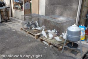 Viterbo - I piccioni esposti in strada