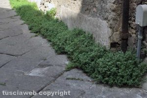 Viterbo - Erbacce in via Sant'Egidio